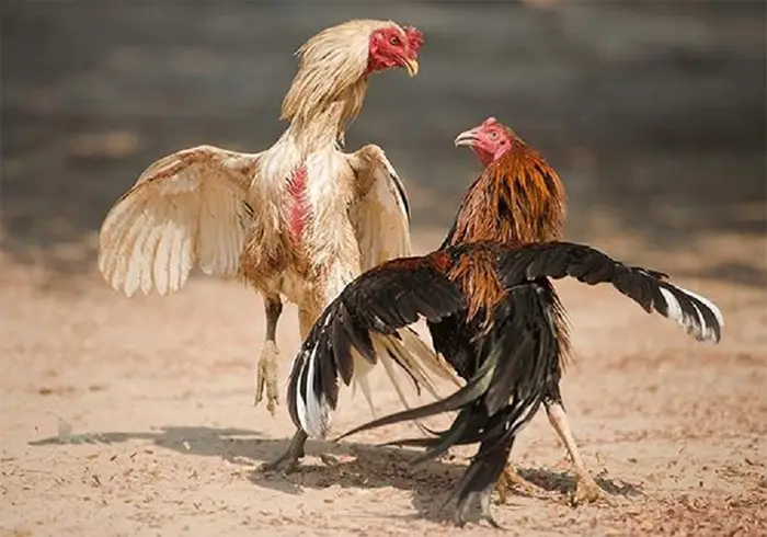 Cần biết cách chăm sóc gà chọi sau mỗi trận chiến để gà nhanh hồi phục